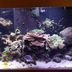 Pristine Aquatics Inc - Plantation, Florida