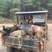 Thumb_hog-hunts-montgomery-al